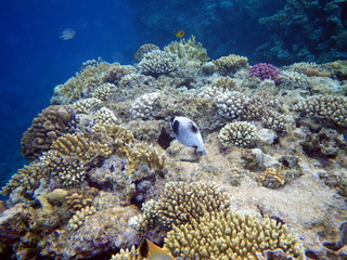 In the red sea, underwater, fish, coral