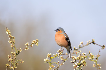 Chaffinch (Fringgilla coelebs )amongst the blossom.