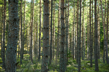 Obraz premium Background forest