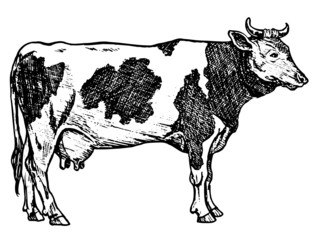vache laitière