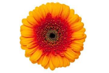 Gerbera daisy mit exaktem Beschneidungspfad