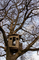 old tree house
