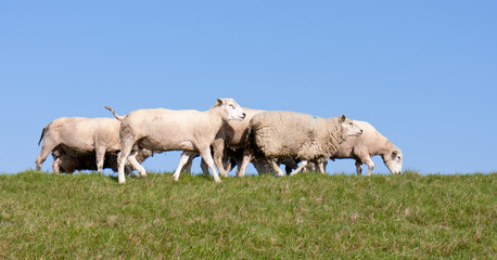 Obraz premium Sheep at a dike with a blue sky