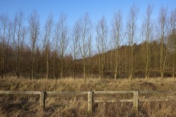 Fototapeta premium row of birch trees