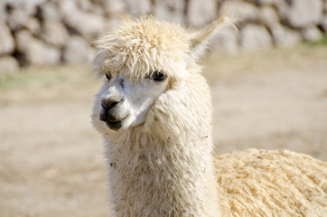 Obraz premium Domesticated Alpaca