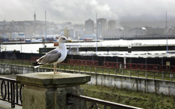 gulls in the streets of a city