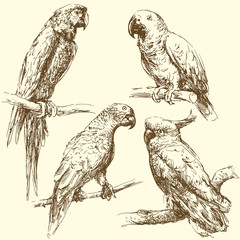 parrots © canicula