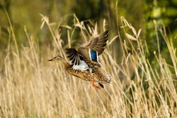 Flying female duck