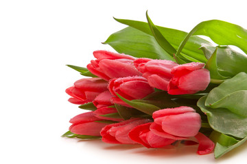 Tulpen,Hintergrund