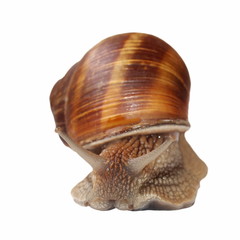 snail isolated on white background, Helix pomatia