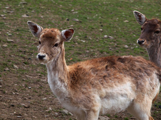 Waldtier