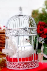 Papier Peint photo Lavable Oiseaux en cages mariage où
