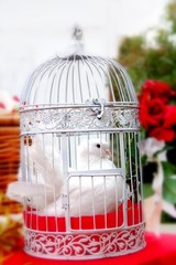 wedding dove