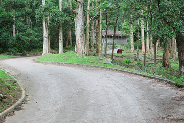 Fototapeta premium car road in forest