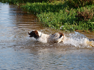 A brown and white Springer Spaniel in the water