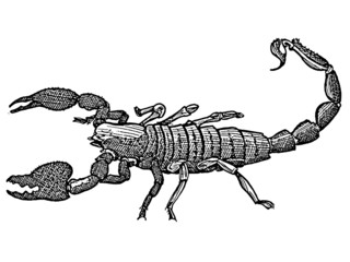 scorpion