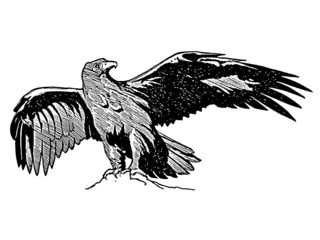 aigle royal © Y. L. Photographies