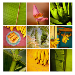 banan banany bananowiec żółty kwiat roślina wzrost rozwój - obrazy, fototapety, plakaty