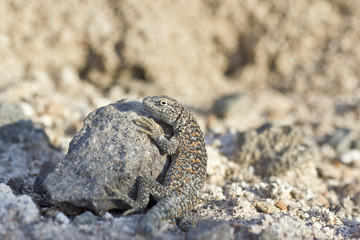 Fabian's Lizard in the Desert