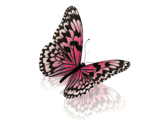 Butterfly. Isolated on white background.