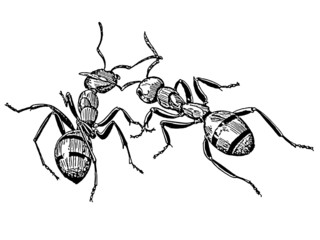 fourmis