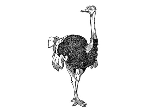 autruche
