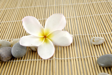 Fototapeta na wymiar frangipani flower with stones on bamboo mat