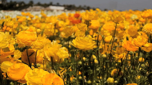 Yellow bloosom flowers