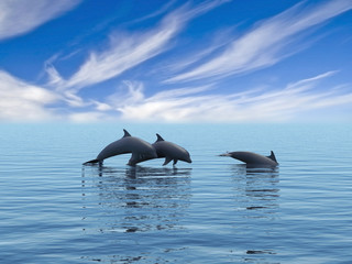 Three dolphins floating at ocean. 