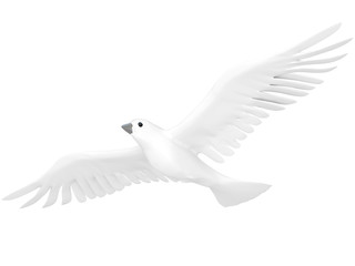 A free flying white dove isolated on white background.