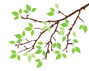 vector tree branch with leaves