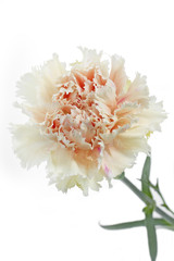 Cremefarbene Nelke (Dianthus) auf wei&szlig;em Hintergrund