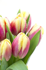 Fototapeta premium Colorful fresh spring tulips flowers with dew drops
