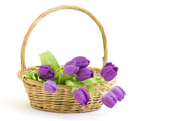 Fototapeta na wymiar violet tulips in a basket