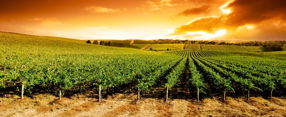 Photo sur Plexiglas Vignoble Panorama du vignoble au coucher du soleil