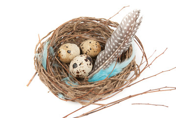 Obraz premium quail eggs