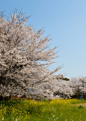 桜とナノハナ