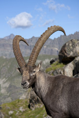 portrait of a male ibex