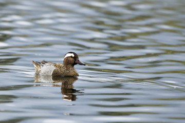 Garganey (Anas querquedula)