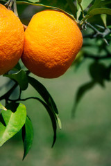 oranges growing on a tree against green background 
