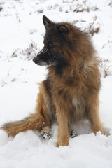 portrait of german shepherd in the snow