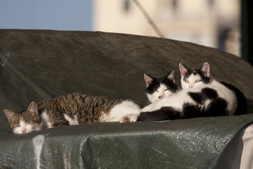 cats in a relaxation