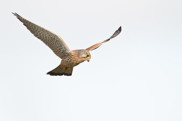 kerstel flying in the sky