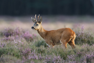a roe deer in a field of header