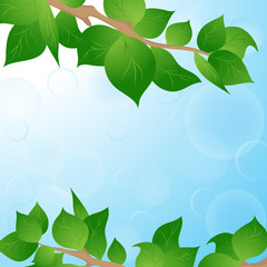 Spring background with green leaves