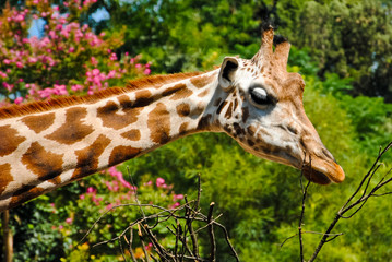 Giraffa che mangia