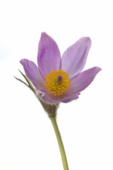Pasque Flower isolated