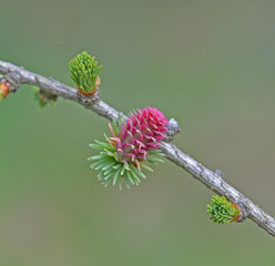 Larch Flower