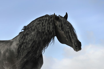 Black horse portrait, friesian stallion - 40636046