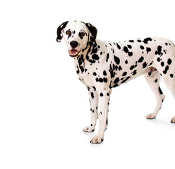 Dalmatian standing in front of white background. - obrazy, fototapety, plakaty